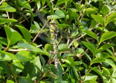 20170807 southern hawker dragonfly